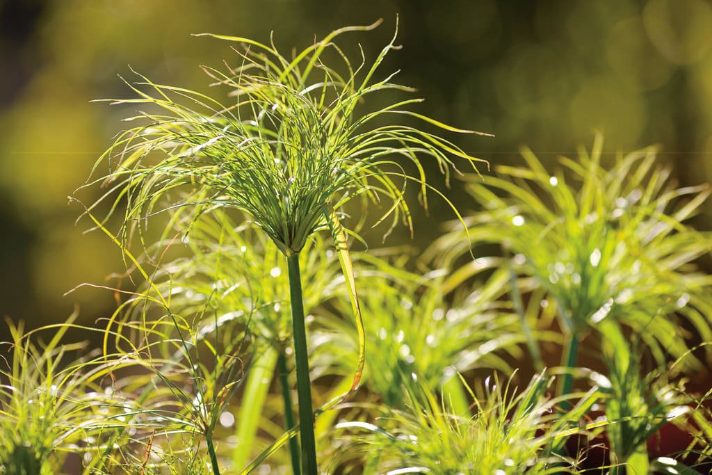 CypressKing Tut Ornamental Grass Plant Library Pahl's Market