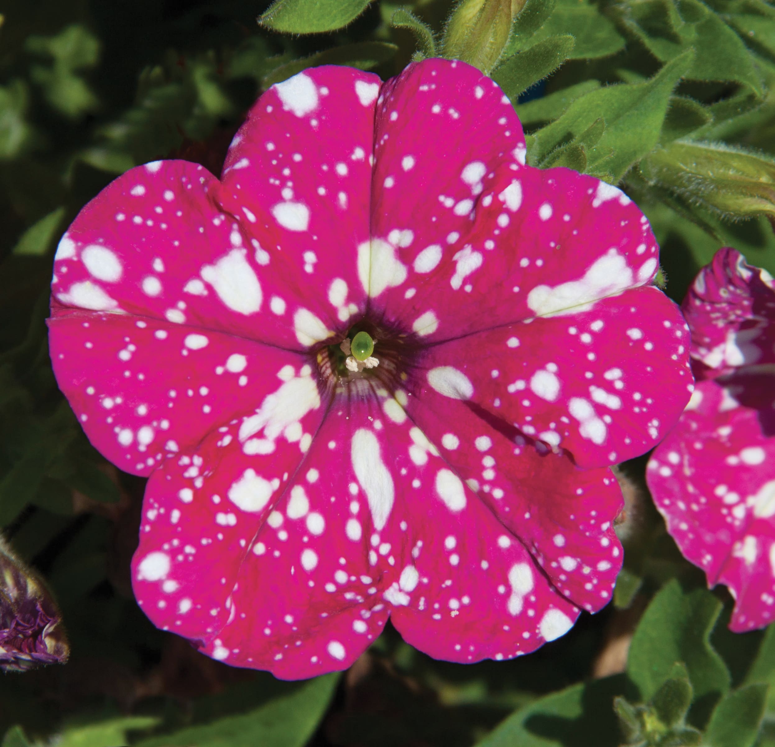 Pink Sky Petunia - Plant Library - Pahl&rsquo;s Market - Apple Valley, MN