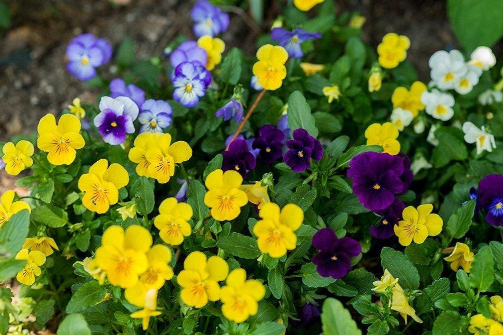 Lane Mix Viola Plant Library Pahl's Market Apple Valley, MN
