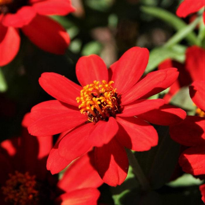 Profusion Red Zinnia Plant Library Pahl's Market Apple Valley, MN