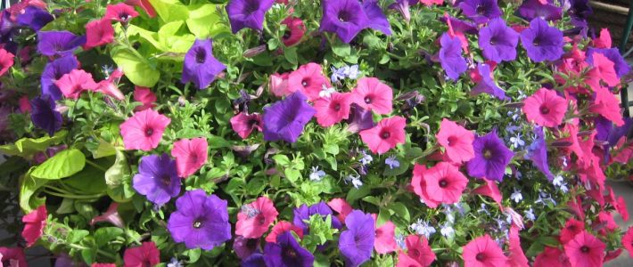 Market News Moss Basket Days