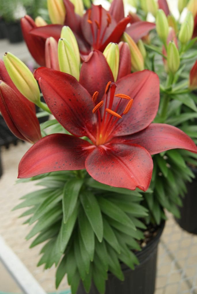 Tiny Comfort Asiatic Lily - Plant Library - Pahl's Market - Apple