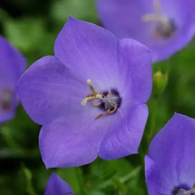 Rapido Blue Bellflower