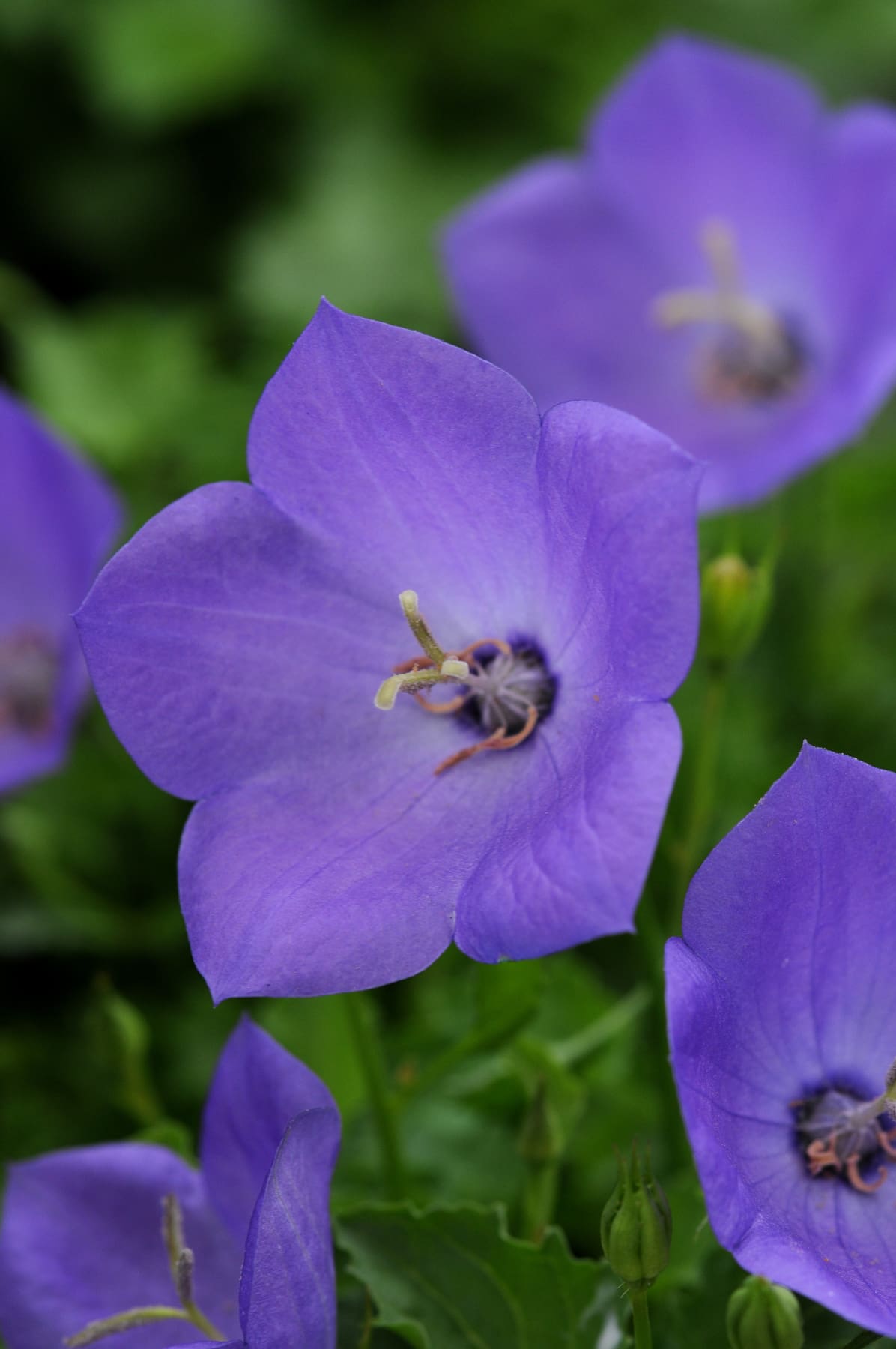 Rapido Blue Bellflower
