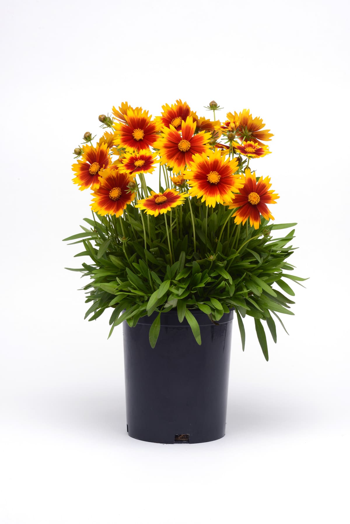 Uptick Gold and Bronze Coreopsis Plant Library Pahl's Market