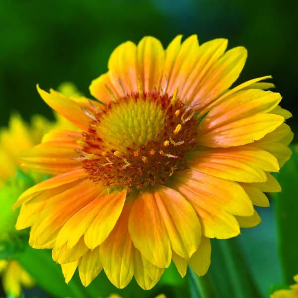 Arizona Apricot Gaillardia Plant Library Pahl�s Market