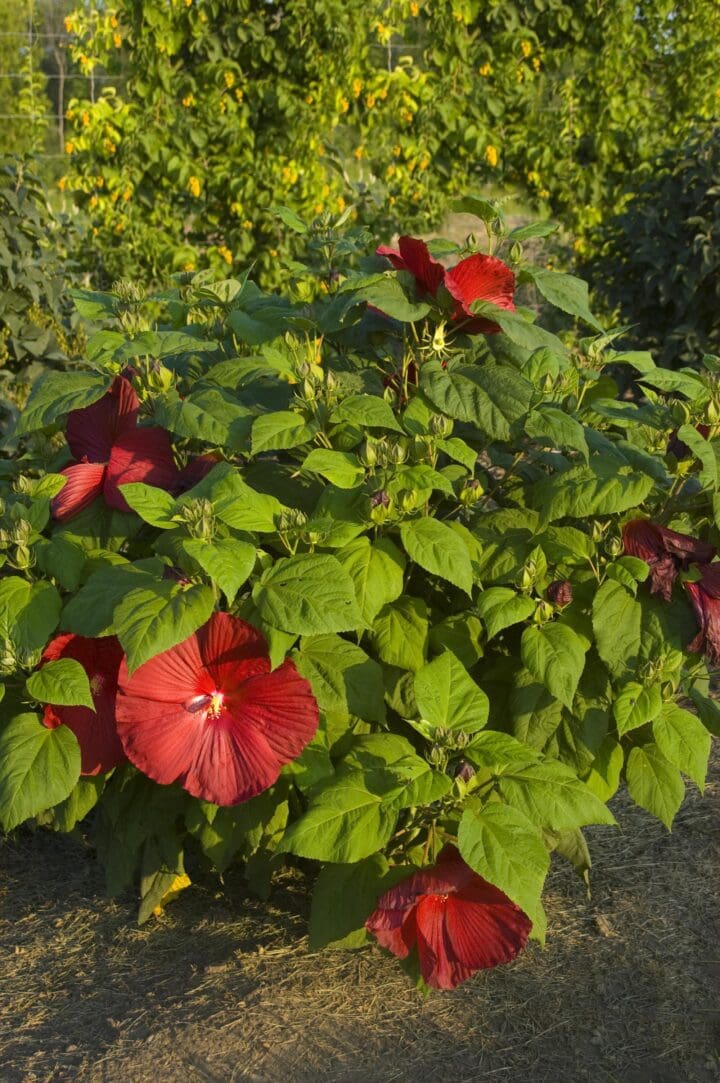 Cristi Hibiscus