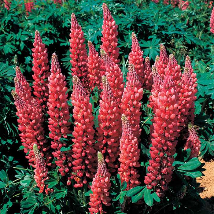 Gallery Red Lupine - Plant Library - Pahl’s Market - Apple Valley, MN