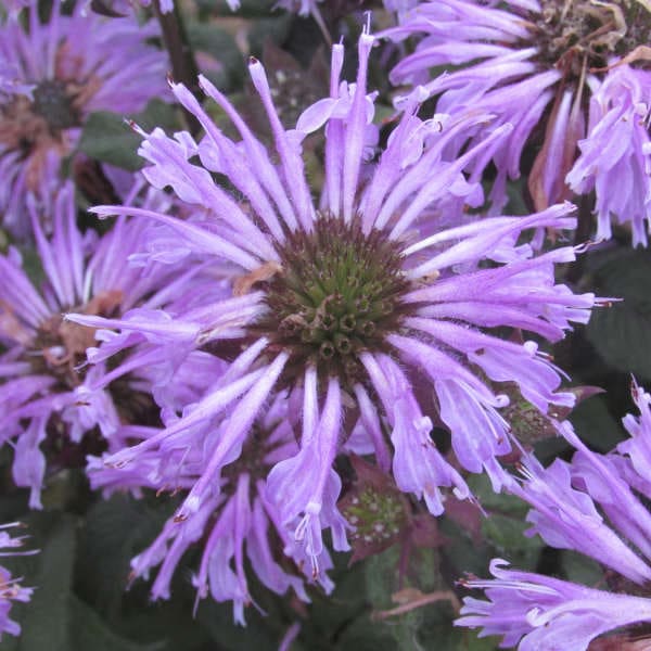 blue bee balm plant blue bee balm plant