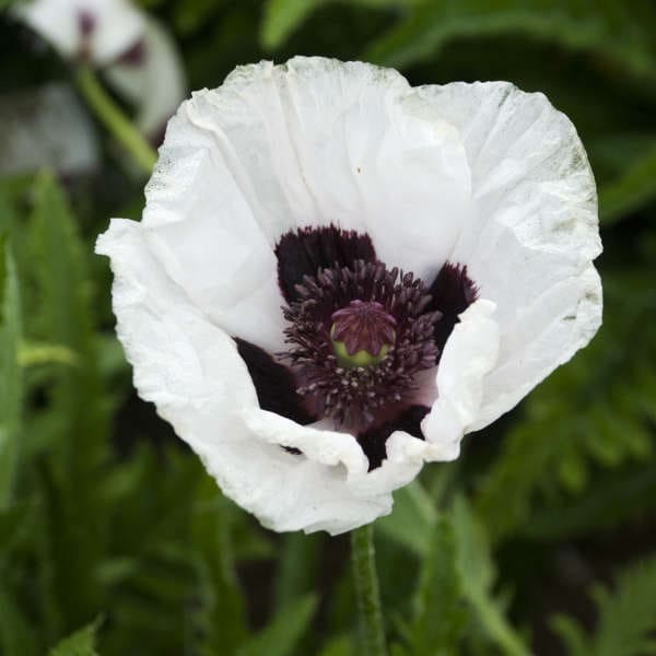 Royal Wedding Iceland Poppy Plant Library Pahl's Market Apple