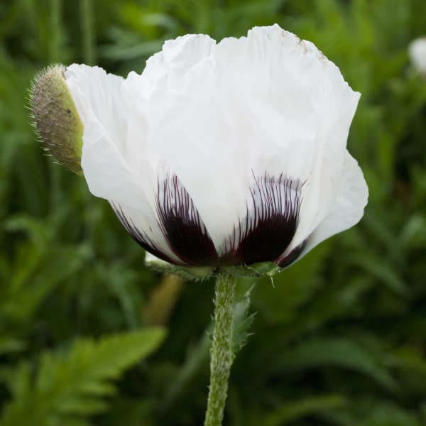 Royal Wedding Iceland Poppy Plant Library Pahl's Market Apple
