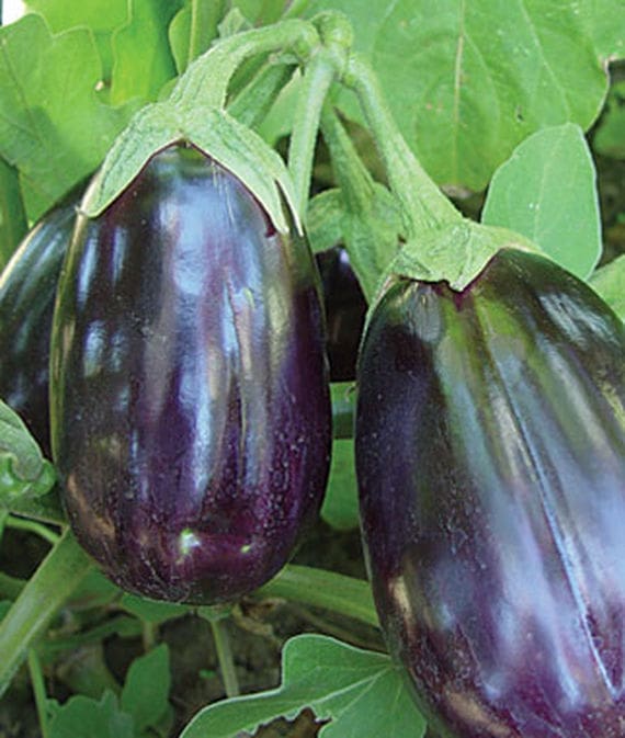 Black Beauty Eggplant Plant Library Pahl's Market Apple Valley, MN