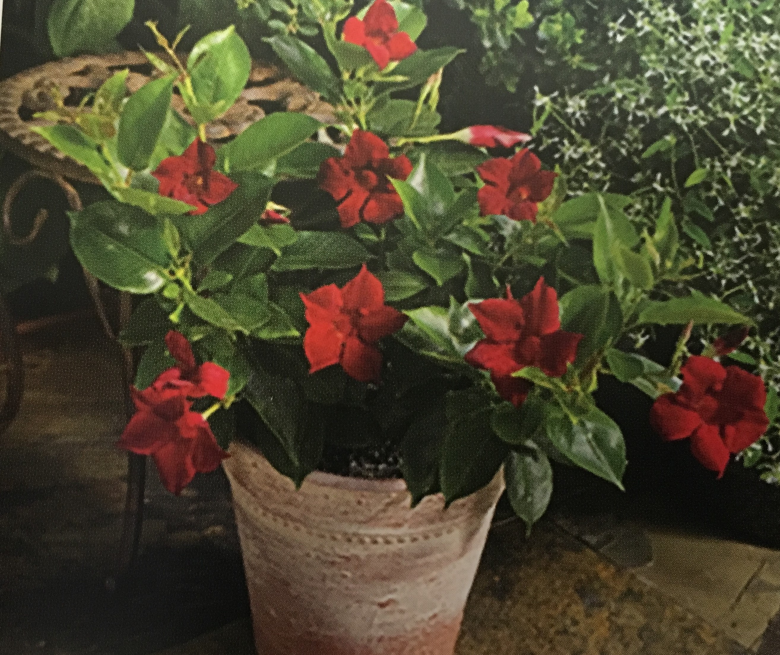 Dipladenia Madinia Red - Plant Library - Pahl's Market - Apple Valley, MN
