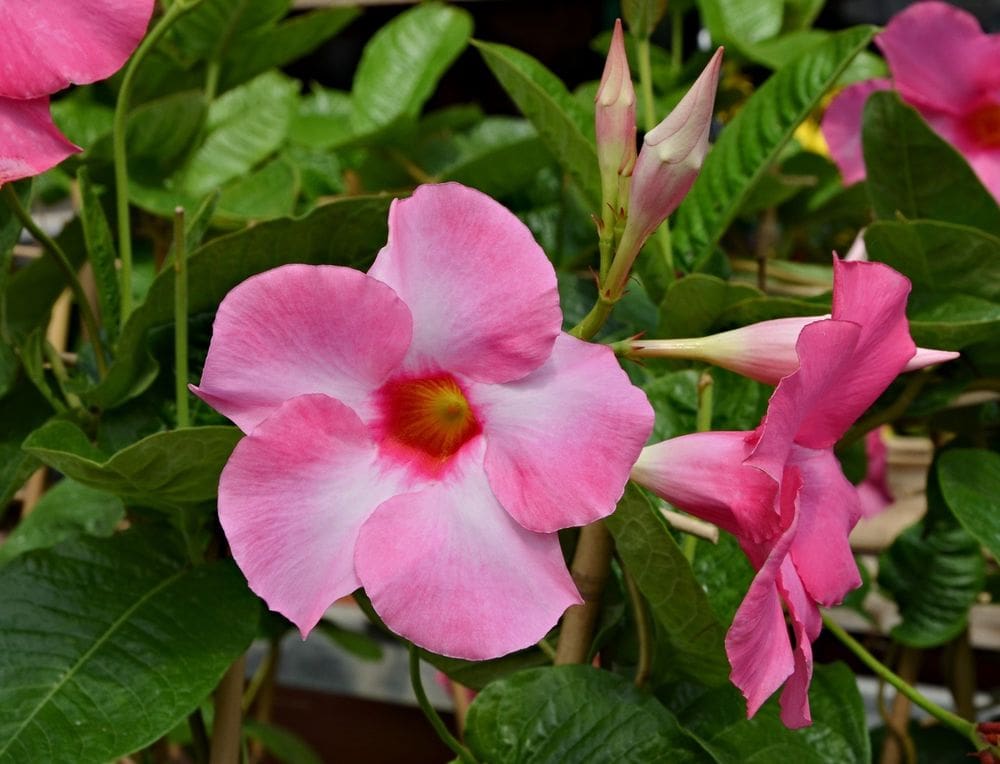 Dipladenia Madinia Pink Plant Library Pahl�s Market