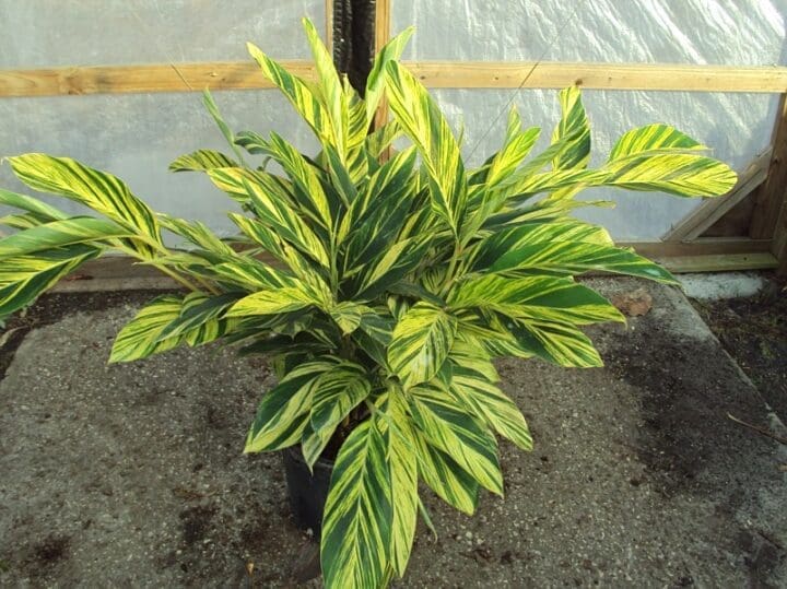 Variegated Ginger