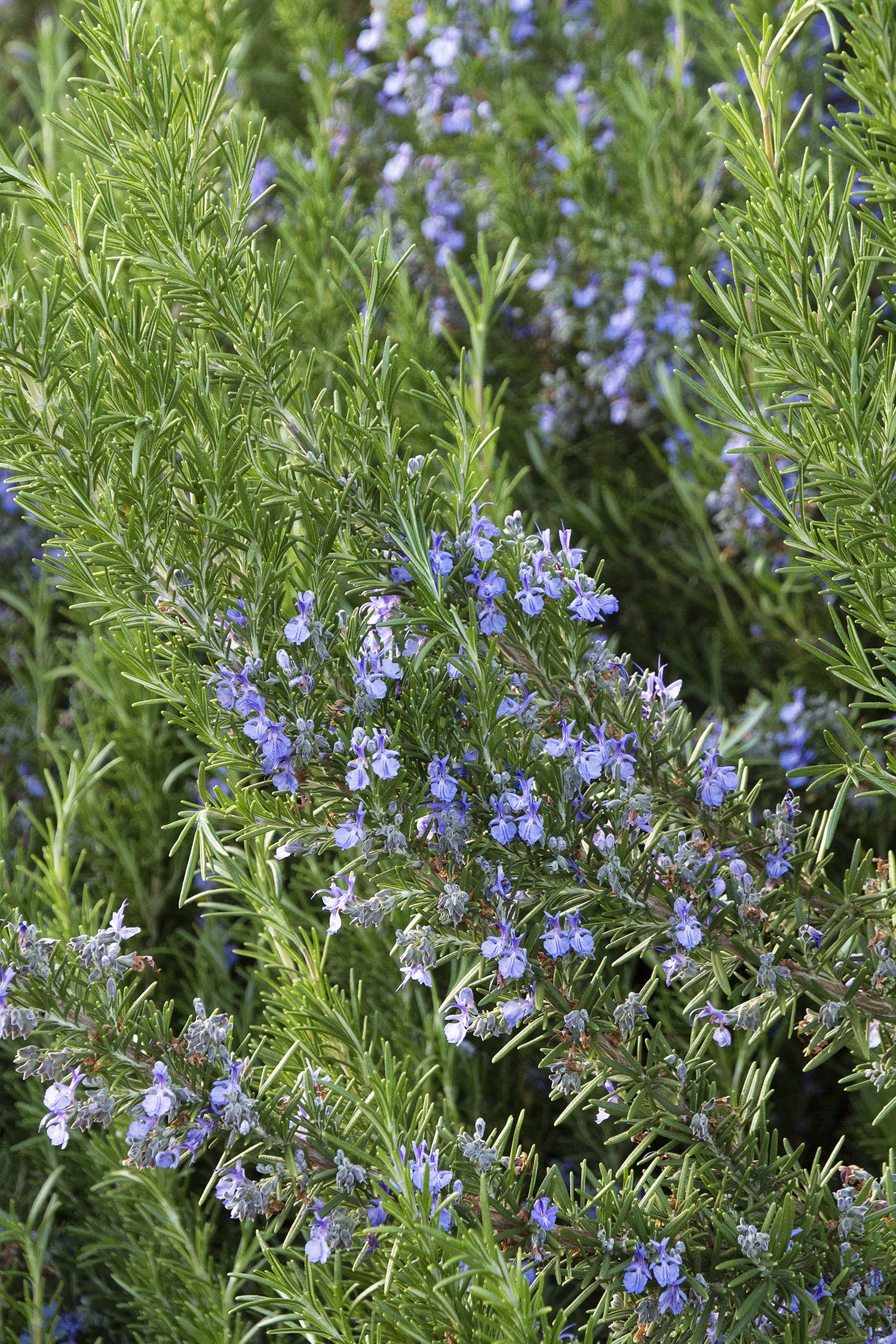 Tuscan Blue Rosemary - Plant Library - Pahl's Market ...