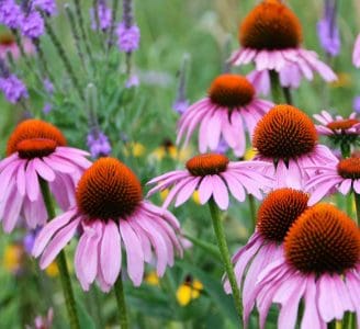 Garden Center Flowers