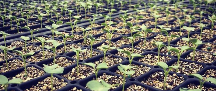 Spring is Here… Almost CSA Transplants
