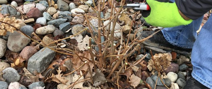 Garden Tips Hydrangea Pruning