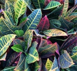 Garden Center Flowers