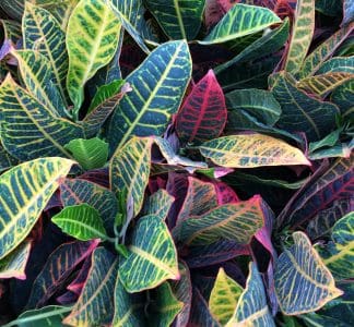 Greenhouse Tropicals greenhouse near me