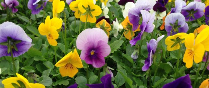 Market News Viola