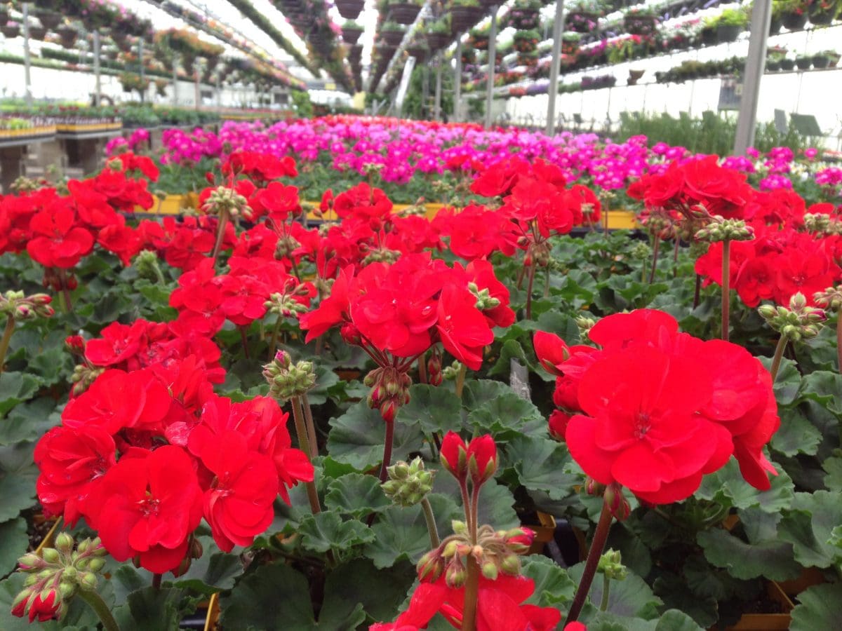 Pahls Market Geraniums