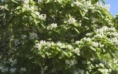 Northern Catalpa