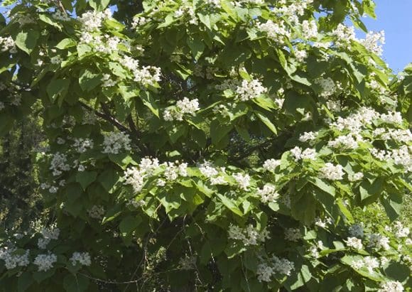 Northern Catalpa