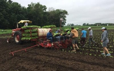 CSA Update – We Love a Heat Wave!