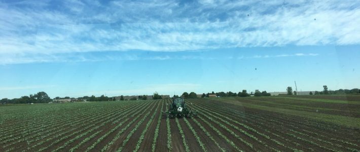 Spring Cultivating Cabbage