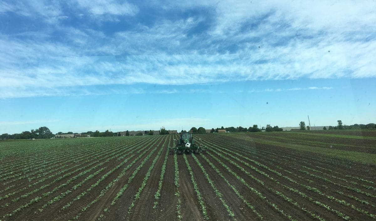 Cultivating Cabbage