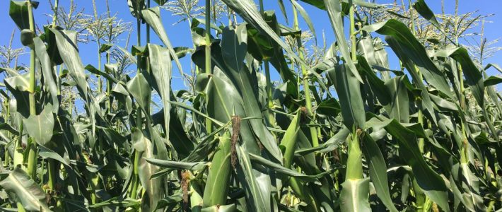 Crop Progression Sweet Corn