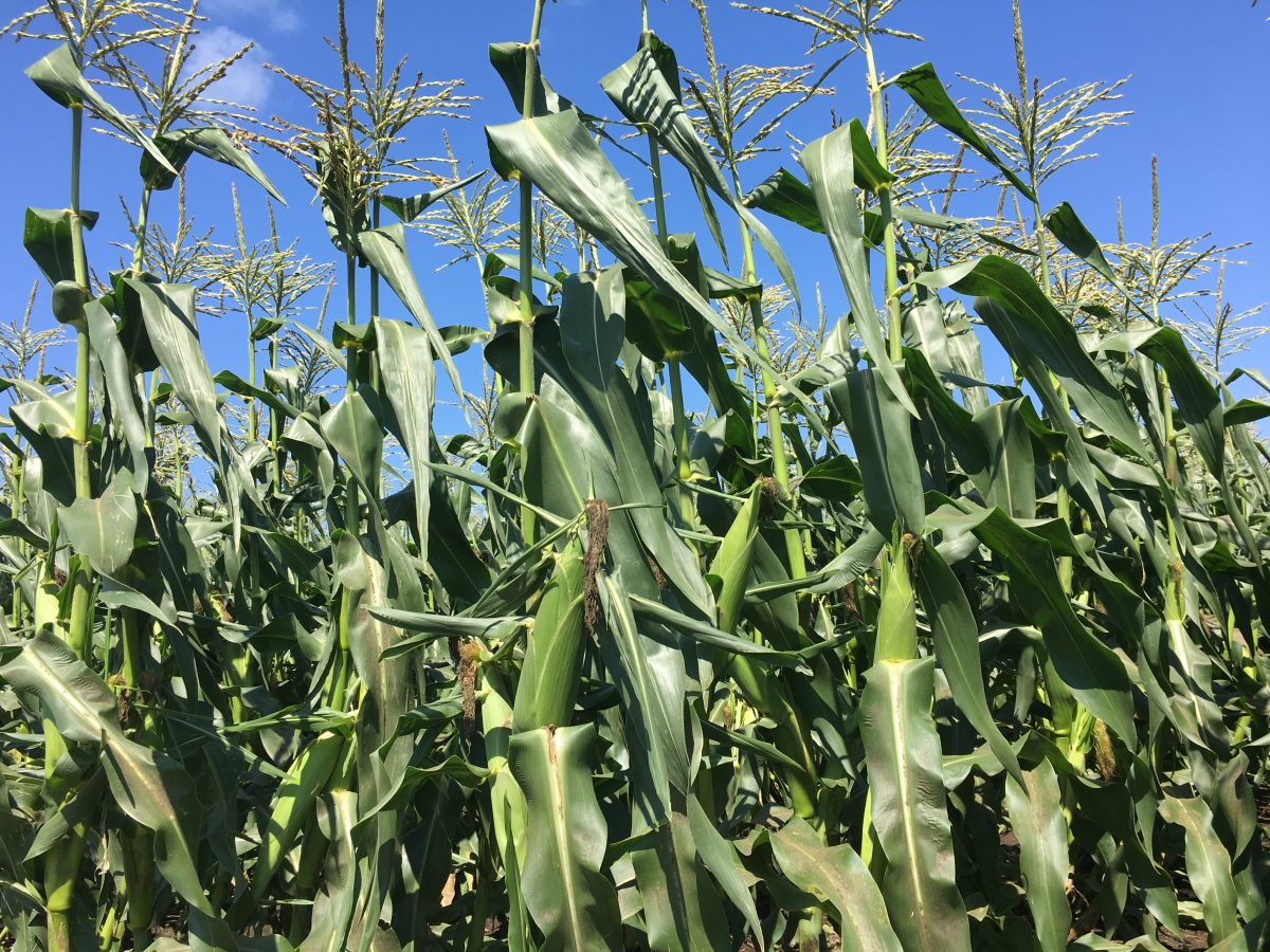 Sweet Corn