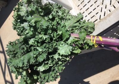 Red Kale