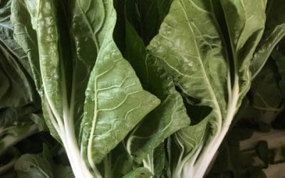 Bok Choi