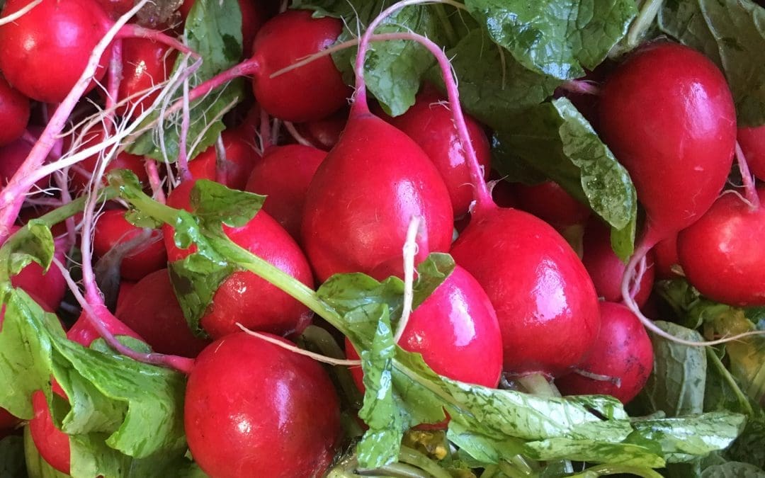 Radishes