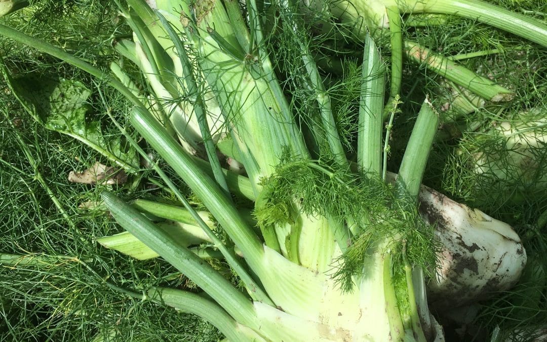 Fennel