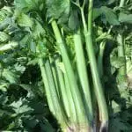 Celery