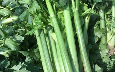 Celery