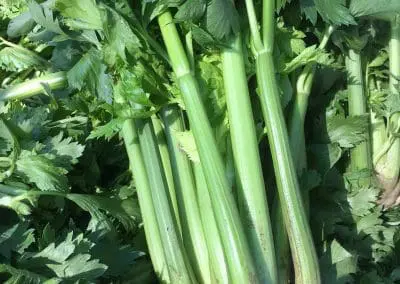 Celery