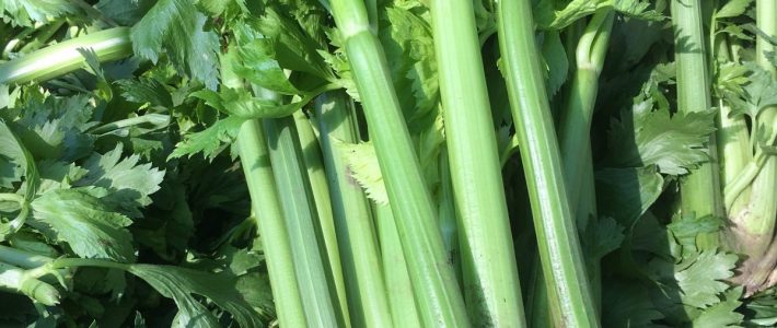 Celery Celery