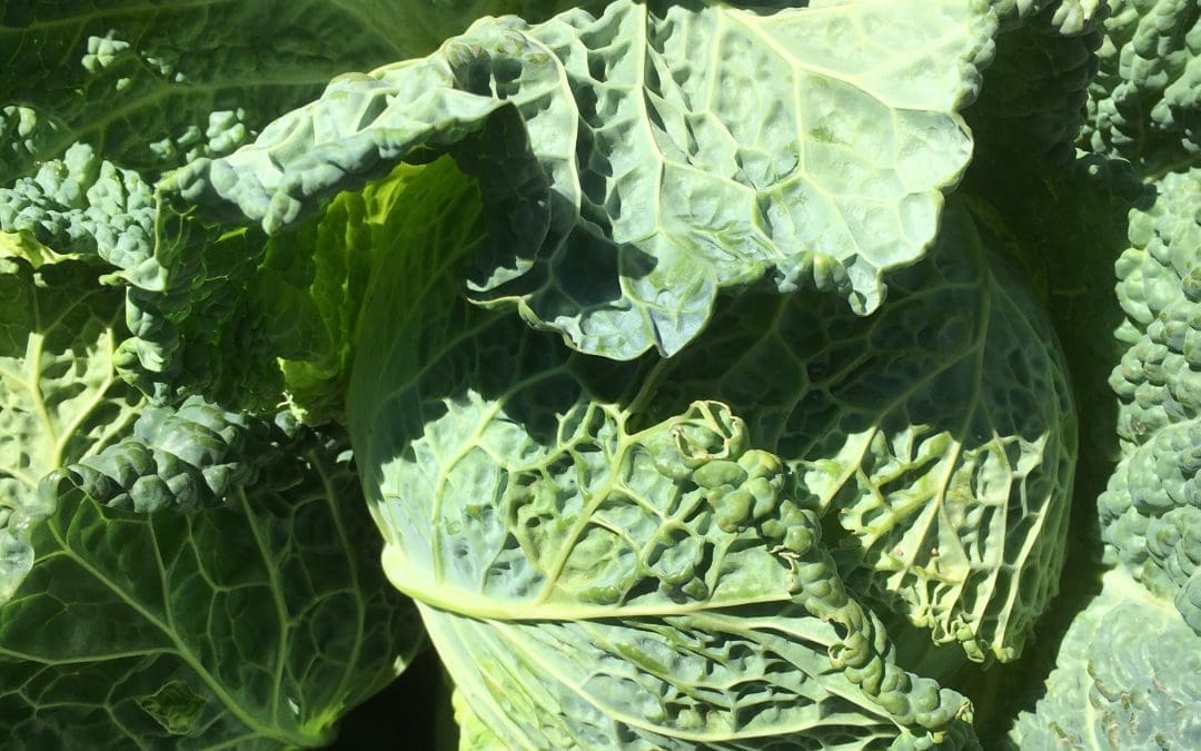 Savoy Cabbage