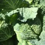 Savoy Cabbage