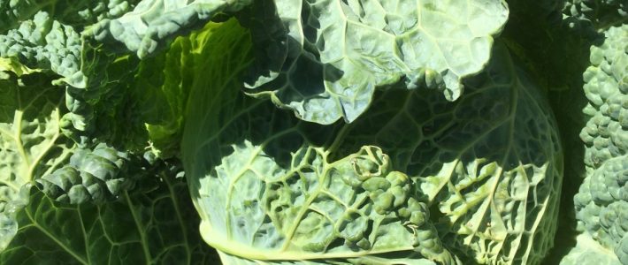 Savoy Cabbage Savoy Cabbage
