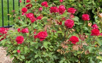 Easy Elegance Kashmir Rose