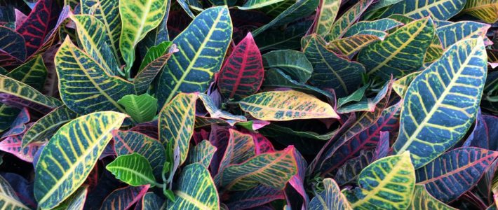 Market News Tropicals