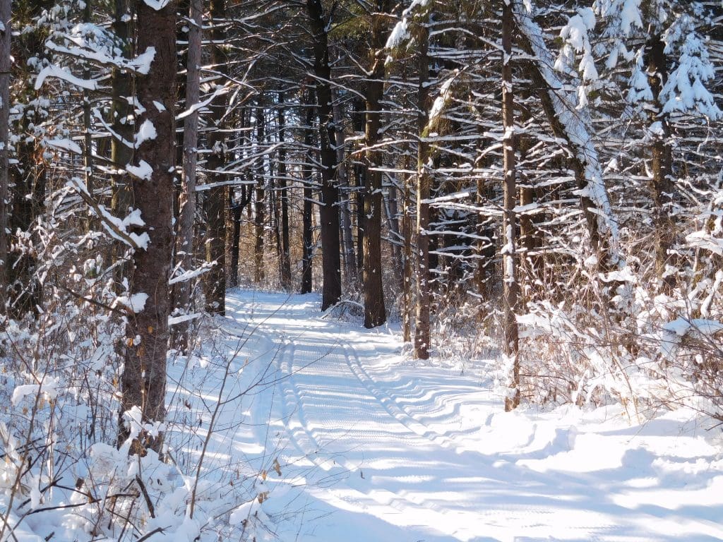 Winter Woods - Pahl's Market - Apple Valley, MN