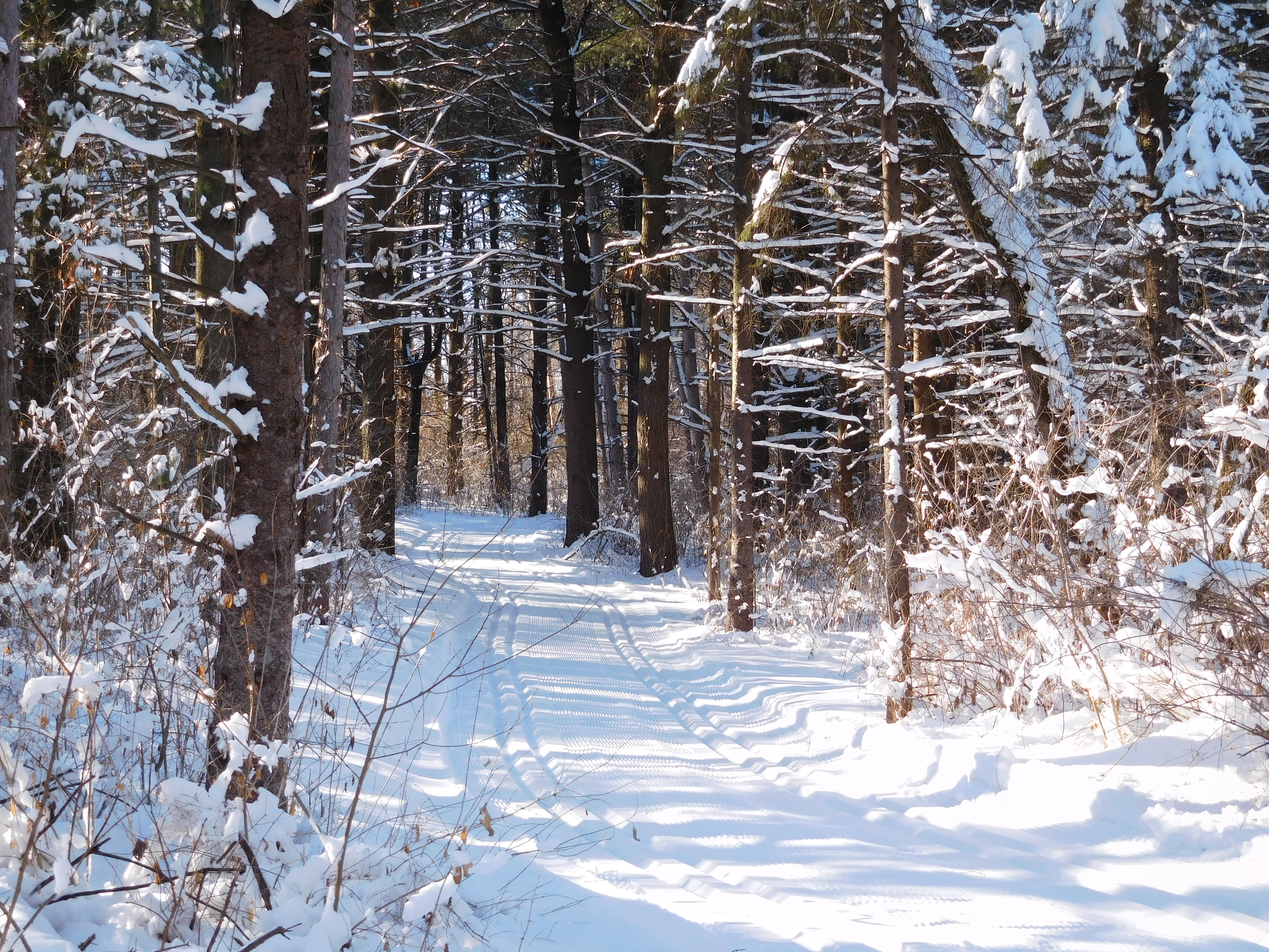 Winter Woods Art & Collectibles Wood & Linocut Prints