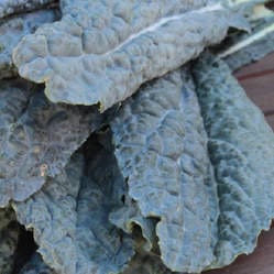 Lacinato (Purple) Kale